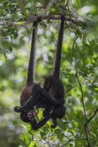 Central American spider monkey (Ateles geoffroyi) juveniles hanging by tails and playing