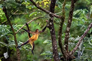 Spider Monkeys Prints: Central American spider monkey (Ateles geoffroyi) swinging from tree to tree in rainforest
