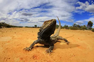 Agamidae Gallery: Central bearded dragon (Pogona vitticeps) basking in mallee / heathland habitat