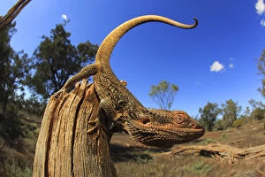 Agamidae Gallery: Central bearded dragon (Pogona vitticeps) male on stick in chenopod shrubland habitat