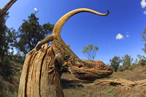 Agamidae Prints: Central bearded dragon (Pogona vitticeps) male on stick in chenopod shrubland habitat