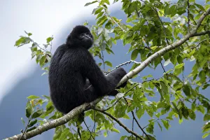 Central Yunnan black crested gibbon (Nomascus concolor jingdongensis), alpha male Central Yunnan black crested gibbon (Nomascus concolor jingdongensis), alpha male
