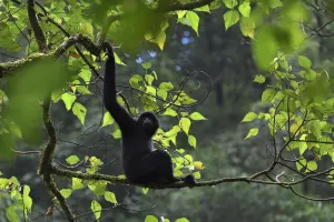 Central Yunnan black crested gibbon (Nomascus concolor jingdongensis), male sitting in tree
