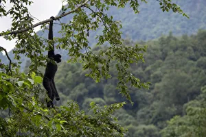 Central Yunnan black crested gibbon (Nomascus concolor jingdongensis), alpha male hanging from tree