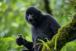 Central Yunnan black crested gibbon (Nomascus concolor jingdongensis), alpha male