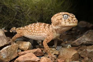 July 2021 Highlights Gallery: Centralian knob-tailed gecko (Nephrurus amyae), large adult, near Alice Springs, November