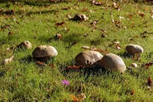 France Prints: Cep (Boletus edulis) mushrooms in a meadow, Ille et Vilaine, Brittany, France. October