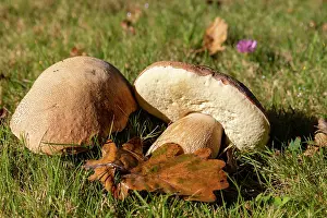France Prints: Cep (Boletus edulis) mushrooms in a meadow, Ille et Vilaine, Brittany, France. October