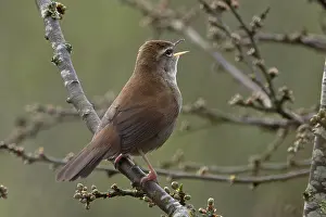 Warbler Prints: Cetti's warbler (Cettia cetti) perched on branch singing, Dorset, England, UK. April