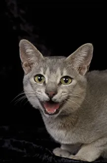 Ceylonese cat panting