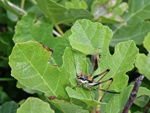 Thermoregulation Prints: Chabrier's bush cricket (Eupholidoptera chabrieri garganica) female