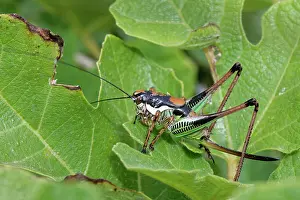 Thermoregulation Prints: Chabrier's bush cricket (Eupholidoptera chabrieri garganica) female