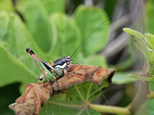 Thermoregulation Prints: Chabrier's bush cricket (Eupholidoptera chabrieri garganica) male