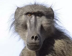 Chacma baboon (Papio hamadryas ursinus) portrait of adult male. deHoop Nature reserve