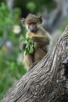 Monkey Prints: Chacma baboon (Papio ursinus) sitting in tree, feeding on leaves, Okavango Delta, Botswana