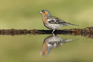Images Dated 10th July 2014: Chaffinch (Fringilla coelebs) adult male drinking at garden pond, Scotland, UK. July