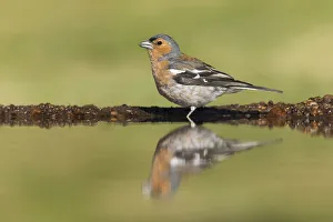 Chaffinch (Fringilla coelebs) adult male drinking at garden pond, Scotland, UK. July