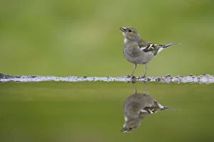 Images Dated 21st May 2008: Chaffinch (Fringilla coelebs) female reflected in garden pool, Cairngorms National Park