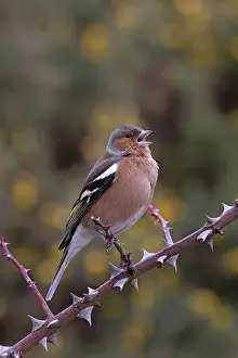 Suffolk Prints: Chaffinch (Fringilla coelebs) male, perched on branch, Suffolk, UK. February