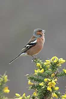 Gorses Prints: Chaffinch (Fringilla coelebs) male