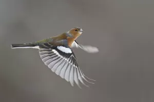 Chaffinch (Fringilla coelebs) male in flight. Glenfeshie, Scotland, February