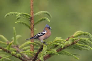 Chaffinch (Fringilla coelebs) male singing, Norfolk, UK June