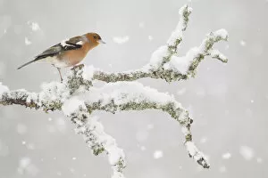 Images Dated 18th February 2012: Chaffinch (Fringilla coelebs) male in snowstorm, Glenfeshie, Scotland, UK, February
