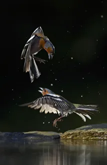 Finches Prints: Chaffinch (Fringilla coelebs) two males squabbling at water, Pusztaszer, Hungary