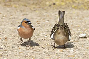 Copulation Prints: Chaffinches (Fringilla coelebs) pair