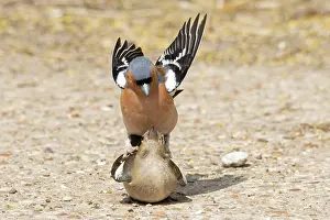 Copulation Prints: Chaffinches (Fringilla coelebs) pair mating, Suffolk, England, UK. June
