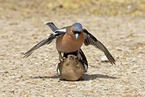 Copulation Prints: Chaffinches (Fringilla coelebs) pair mating, Suffolk, England, UK. June