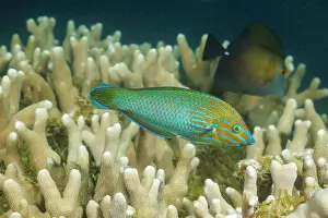 Chain-lined wrasse (Halichoeres leucurus) swimming over coral, Yap, Federated States of Micronesia, Pacific Ocean