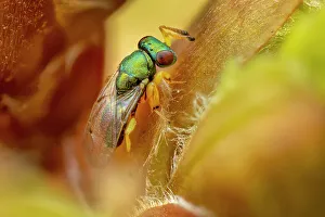 Iridescent Collection: Chalcid Parasitoid Wasp (Pteromalidae, probably Mesopolobus tibialis). 2mm in length