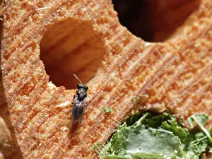 Parasite Prints: Chalcid wasp (Pteromalus sp.) a parasite of Leafcutter bees (Megachile sp)