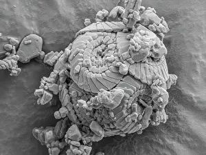 Cryptic Prints: A chalk coccosphere micro-fossil (12μm diameter)