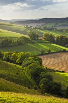 Agriculture Gallery: Chalk downland landscape with mixed farming, Cranborne Chase, Wiltshire, England, UK