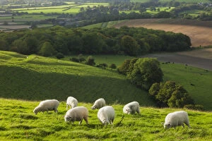 Livestock Collection: Chalk downland landscape with sheep grazing, Cranborne Chase, Wiltshire, England, UK