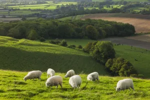 Livestock Collection: Chalk downland landscape with sheep grazing, Cranborne Chase, Wiltshire, England, UK