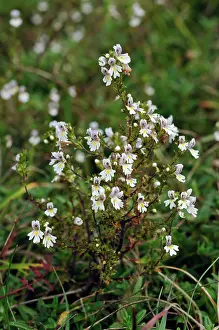 Orobanchaceae Prints: Chalk eyebright (Euphrasia pseudokerneri) in flower