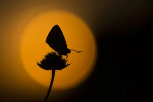 Lycaenid Prints: Chalkhill blue adult (Lysandra coridon) silhouetted at dusk against red sky