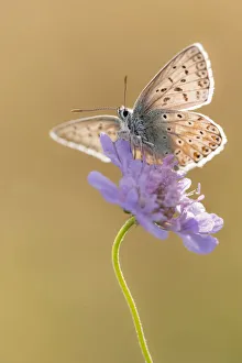 Lycaenid Prints: Chalkhill blue butterfly (Polyommatus coridon) Hatch Hill, Somerset, UK. August
