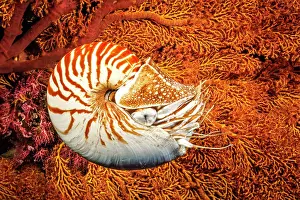 Mollusca Prints: Chambered nautilus (Nautilus pompilius) portrait, Indonesia, Indo-Pacific