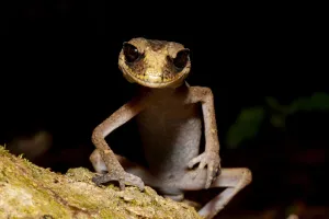 Gecko Prints: Chameleon gecko (Carphodactylus laevis) on mossy log hunting small insects at night in