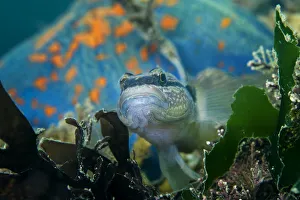 Chameleon goby (Tridentiger trigonocephalus) with Blue bat star (Patiria pectinifera) in background Chameleon goby (Tridentiger trigonocephalus) with Blue bat star (Patiria pectinifera) in background