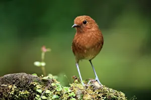 Antpitta Prints: Chami antpitta (Grallaria alvarezi) perched on a log in cloud forest, Jardin, Colombia