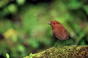 Antpitta Prints: Chami antpitta (Grallaria alvarezi) perched on mossy branch in cloud forest