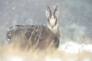 Chamois (Rupicapra rupicapra), Ballons des Vosges Regional Natural Park, Vosges, Lorraine