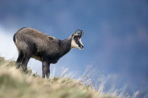 Chamois (Rupicapra rupicapra) Ballons des Vosges Regional Natural Park. Vosges Mountains