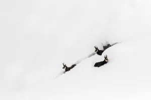 Rupicapra Prints: Chamois (Rupicapra rupicapra) in deep snow trying to struggle their way out, Gran