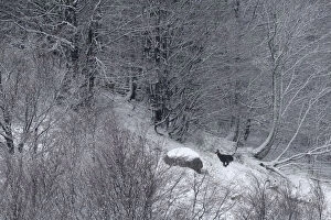 Images Dated 9th November 2009: Chamois (Rupicapra rupicapra) running through snowy forest. Vosges mountain, France